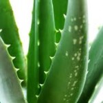 Top 4 Best Natural Remedies to Soothe Sunburnt Skin