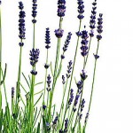 DIY Lavender and Olive Oil Soap Recipe